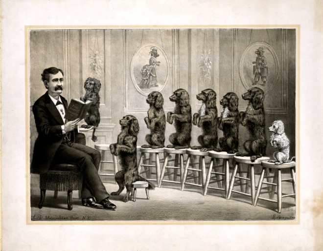 22-Perros-sabios-prof-Davis-theory-c1873