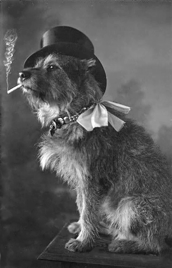 Arno, de Errol Flynn | Perrillos del halda ilustrados