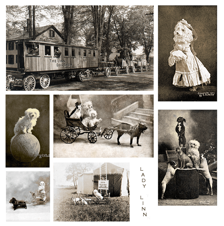 Lady Linn show | Perrillos del halda ilustrados