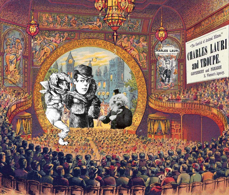 Charles Lauri Poodle.jpg